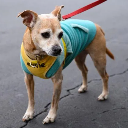 A senior small-sized female Dachshund dog named Karma for adoption in Fernandina Beach, FL