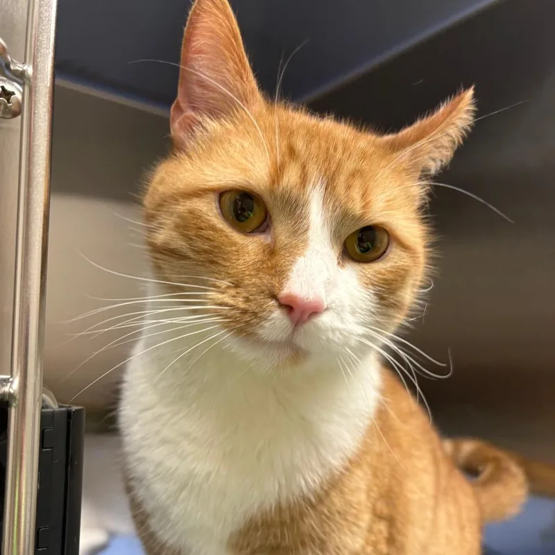 An adult medium-sized male Orange / Red Domestic Short Hair cat named Snow White for adoption in Morganton, NC
