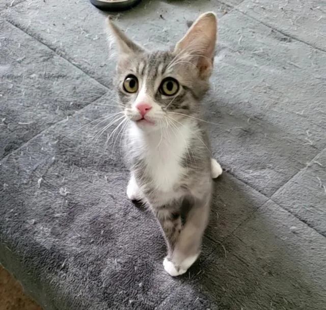 A baby small-sized male Domestic Short Hair cat named Frodo for adoption in West Valley City, UT