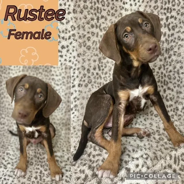 A baby medium-sized female German Shorthaired Pointer dog named Rustee for adoption in Manchester, CT