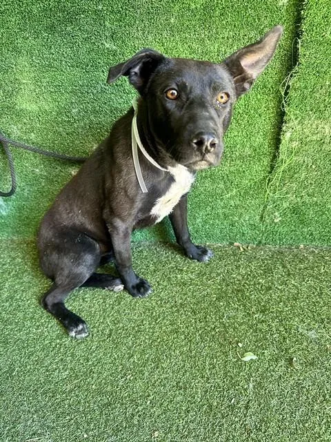A young medium-sized female Labrador Retriever dog named A for adoption in Lancaster, CA