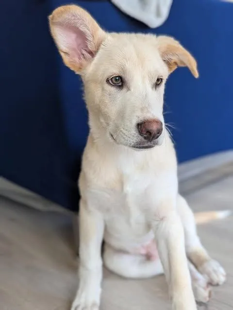 A baby large-sized male White / Cream Husky dog named Jasper for adoption in Vernon, CT