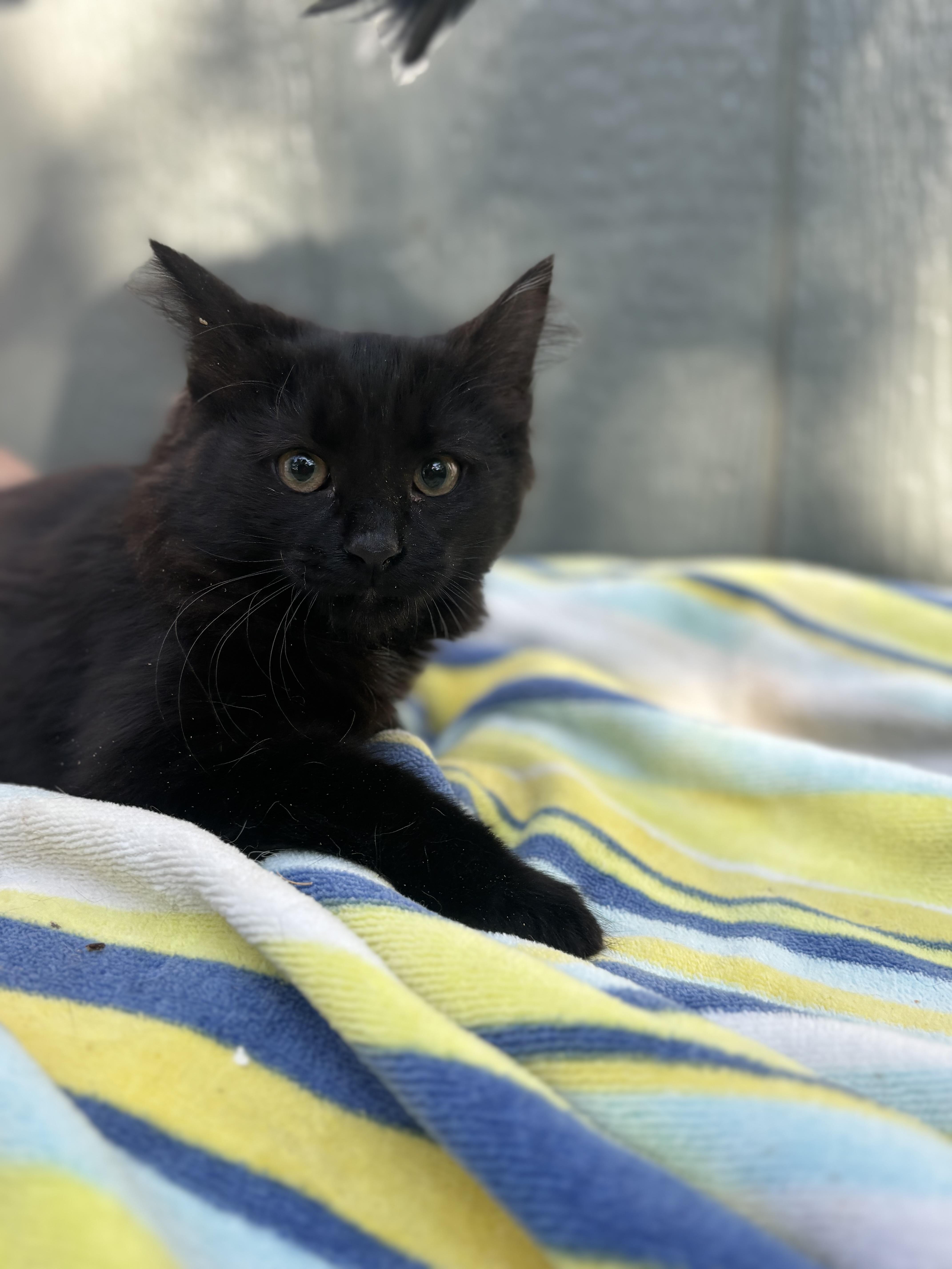 A baby medium-sized female Black Domestic Long Hair cat named Maddie for adoption in San Diego, CA
