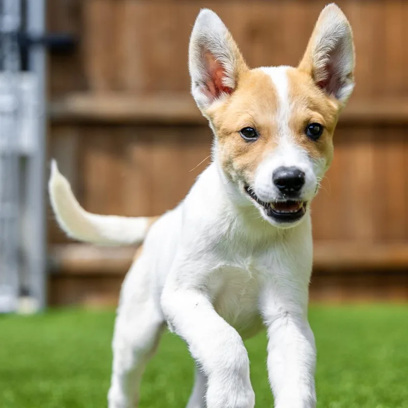 A baby small-sized male White / Cream Cattle Dog dog named Cappuccino for adoption in Naperville, IL