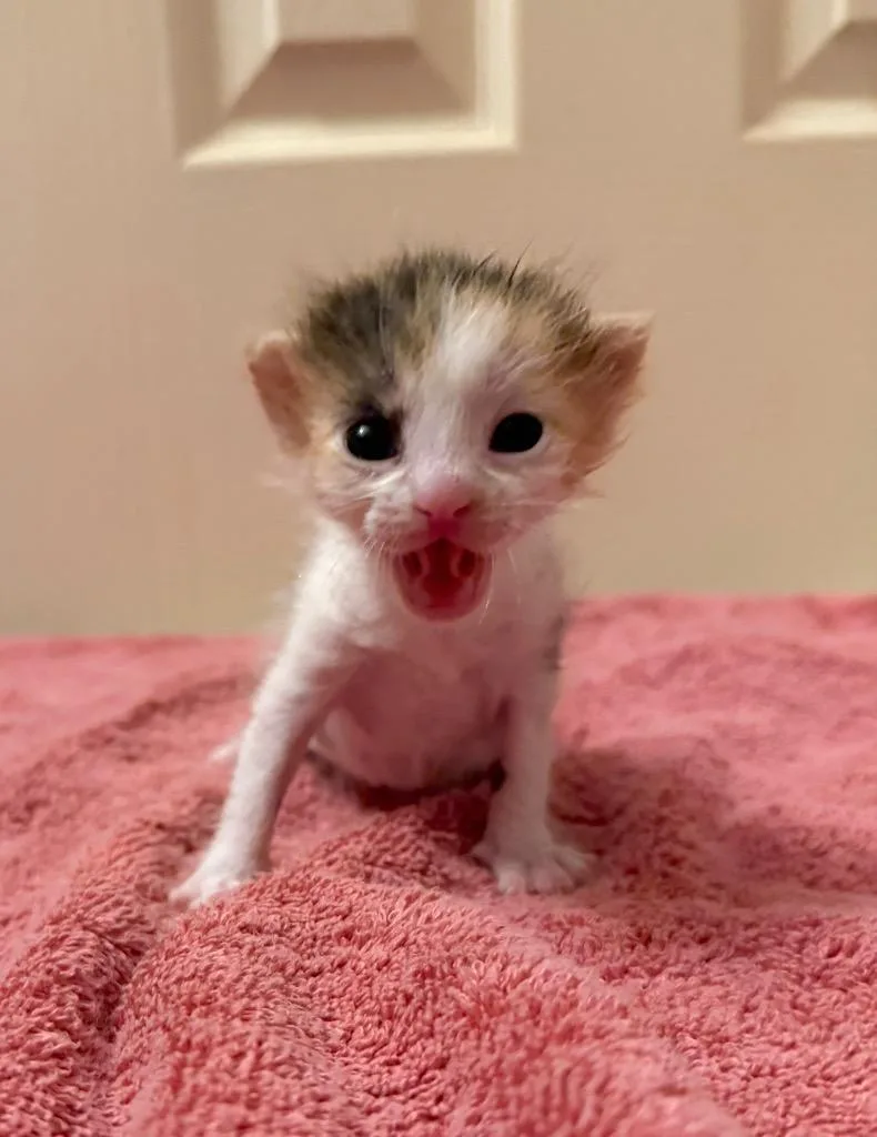 A baby small-sized female Calico cat named Buttercup for adoption in Lewisville, TX