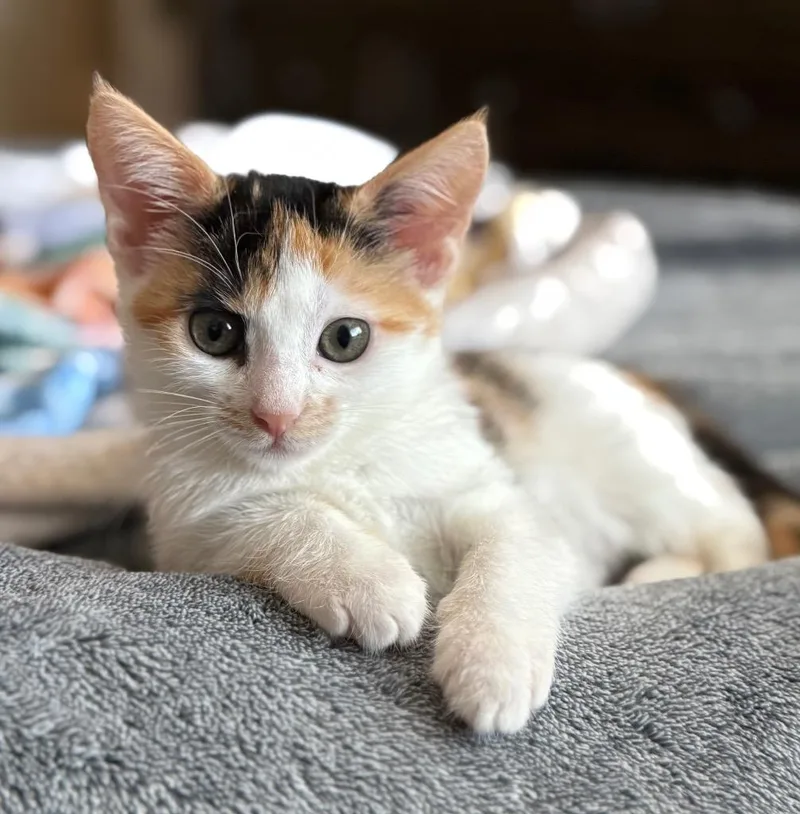 Buttercup thumbnail 2