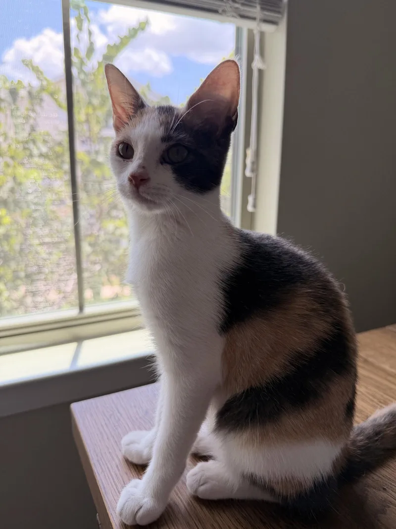 A young medium-sized female Domestic Short Hair cat named Isabella C for adoption in Rosenberg, TX
