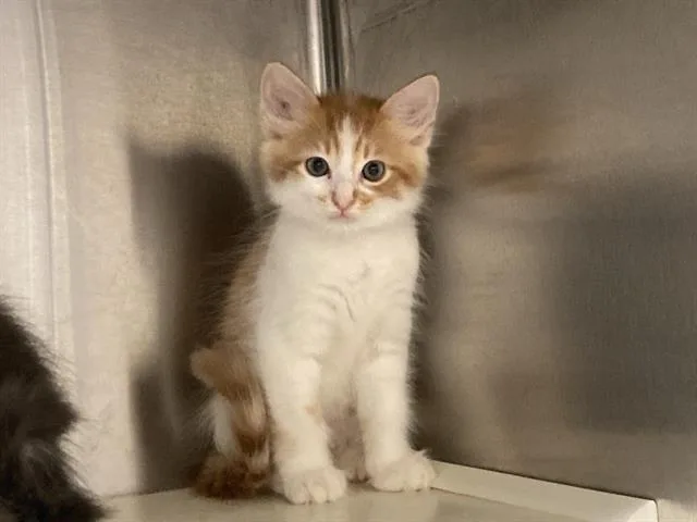 A baby small-sized male Domestic Medium Hair cat named Popcorn for adoption in Tustin, CA