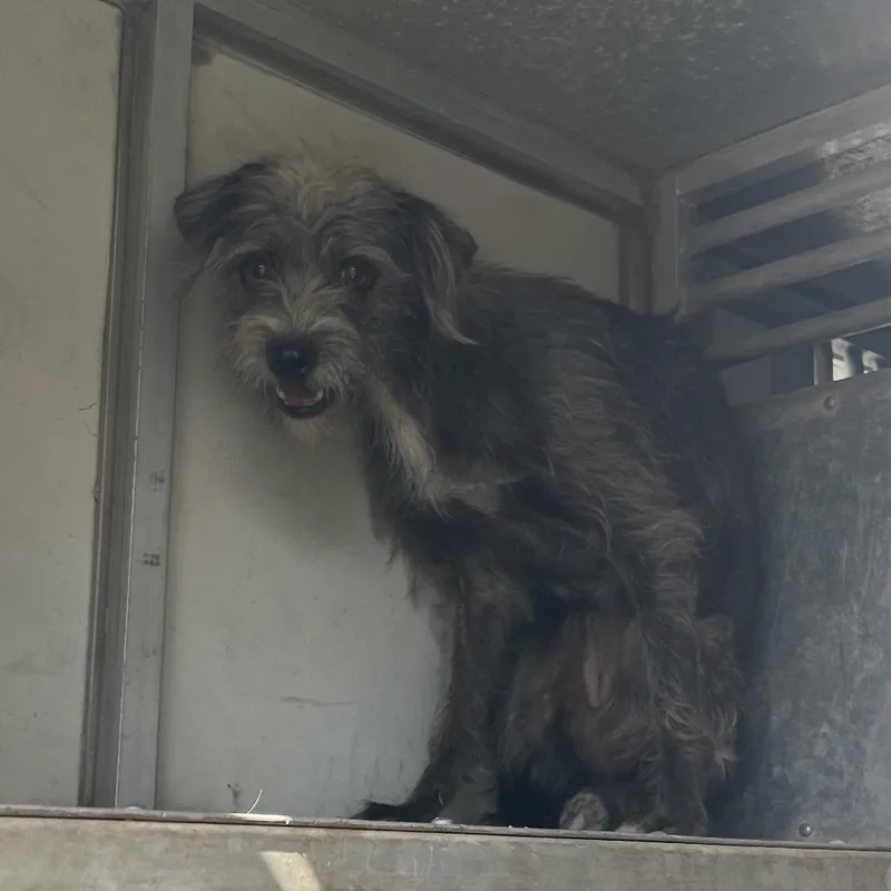 An adult small-sized female Terrier dog named Gayle for adoption in Edinburg, TX