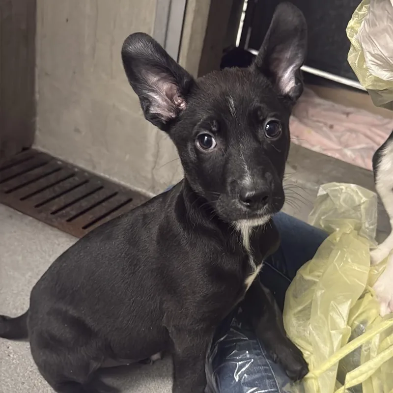 A baby small-sized female Black Pit Bull Terrier dog named Zena A for adoption in Mission Hills, CA
