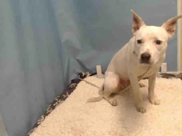 An adult medium-sized female Pit Bull Terrier dog named Snoopy for adoption in Lancaster, CA