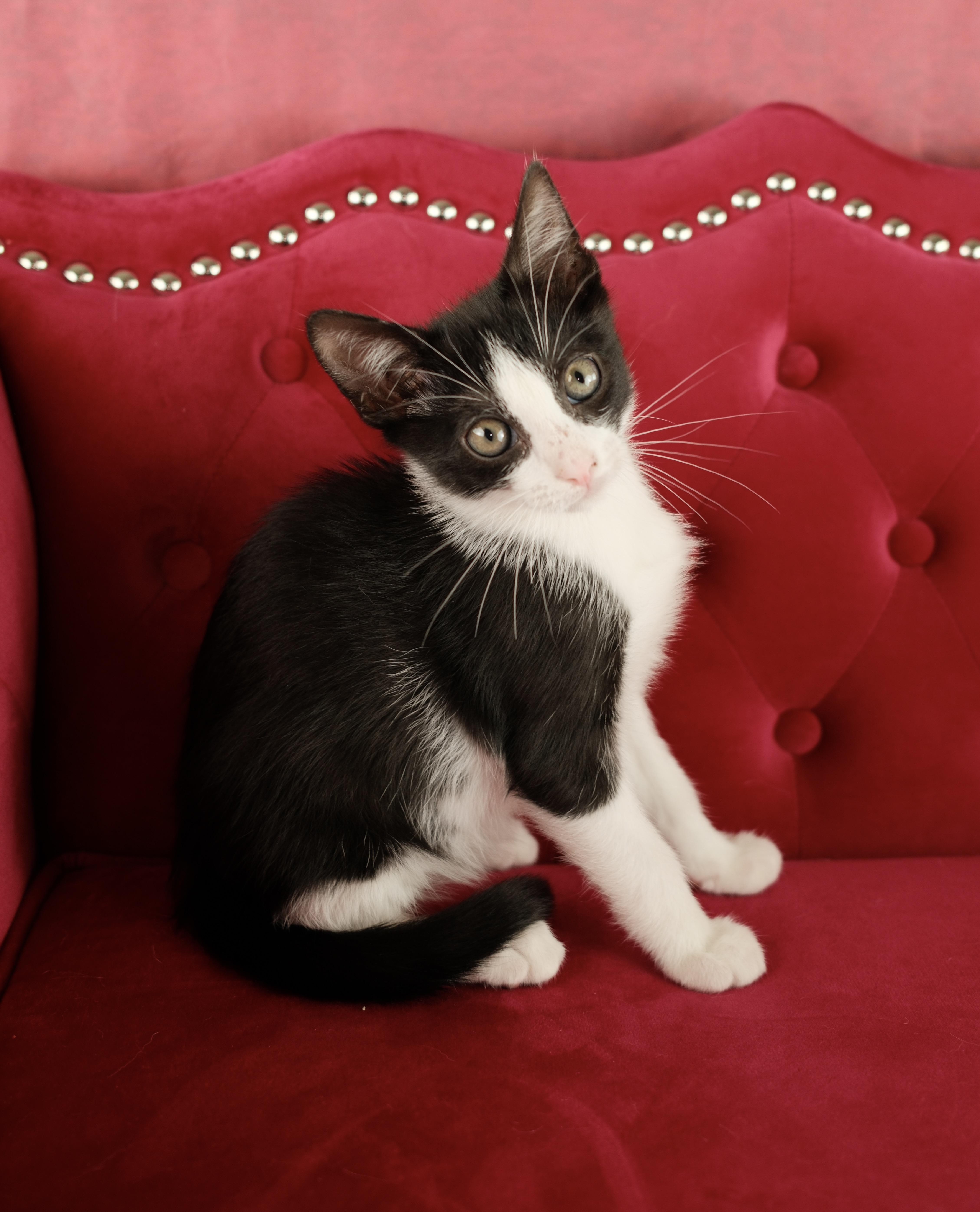 A baby small-sized male Black & White / Tuxedo Tuxedo cat named Kaibo for adoption in Houston, TX