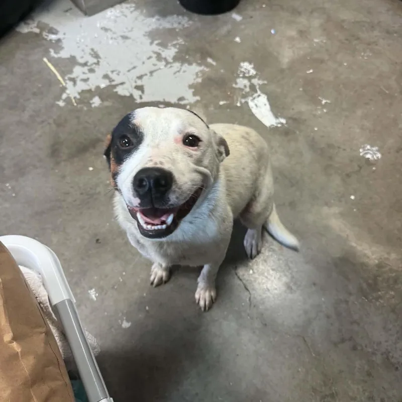 An adult medium-sized female White / Cream Cattle Dog named Emmy for adoption in Walden, NY