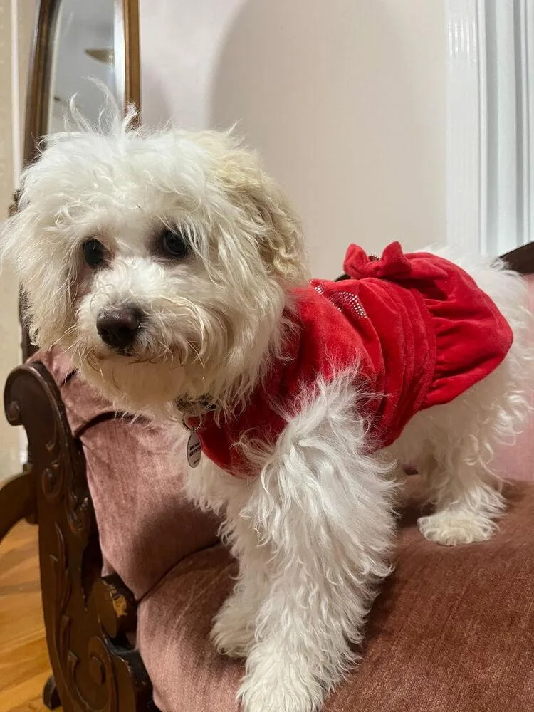 A baby medium-sized female Havanese dog named Chelsea for adoption in Candler, NC