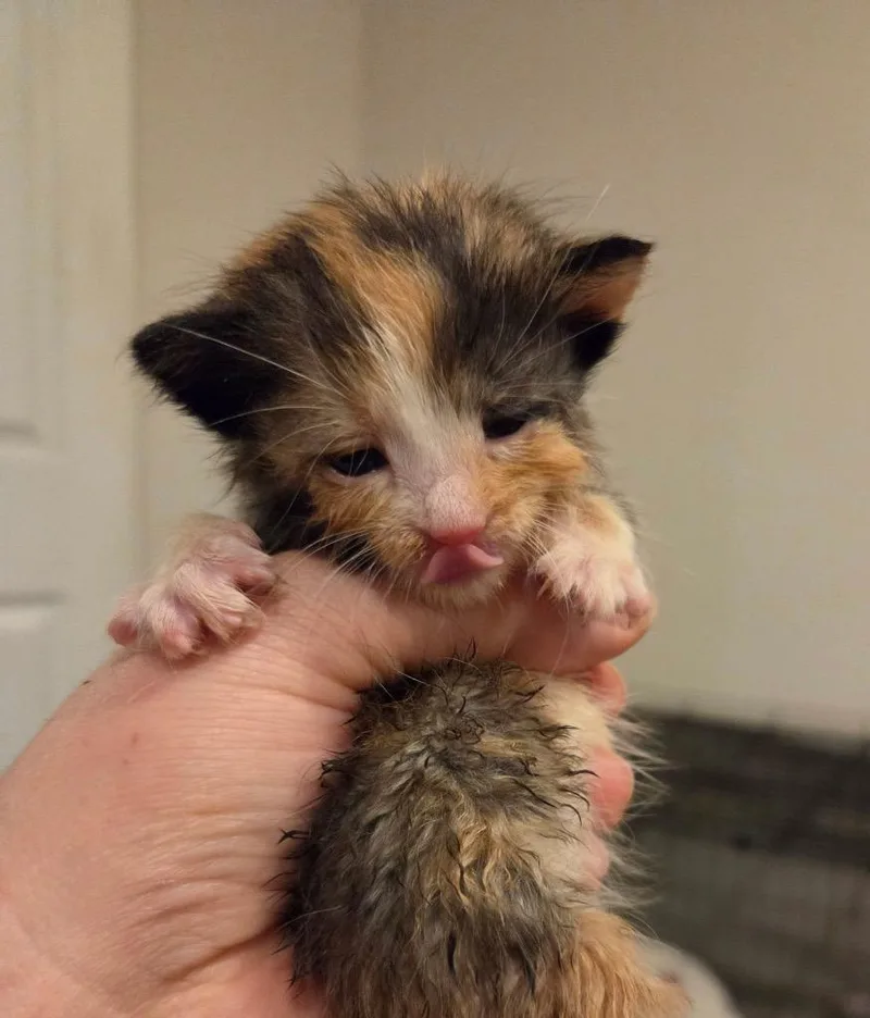 A baby small-sized female Domestic Short Hair cat named Spirit for adoption in Leonardtown, MD