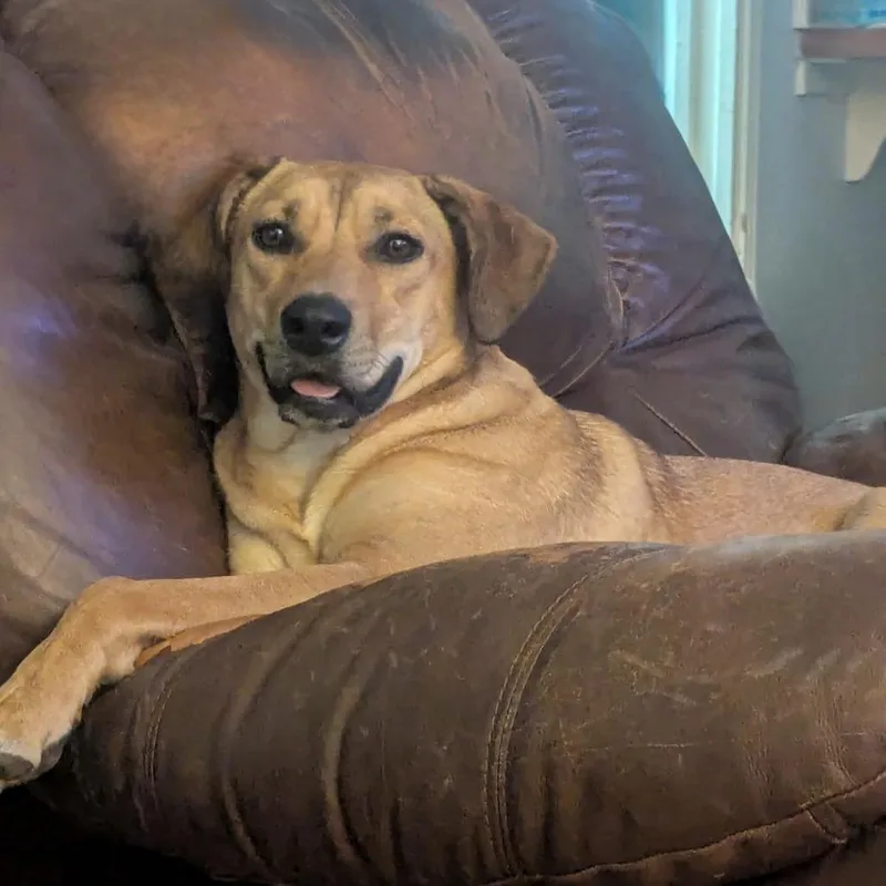 An adult medium-sized female Apricot / Beige Labrador Retriever dog named Penny for adoption in CORPUS CHRISTI, TX