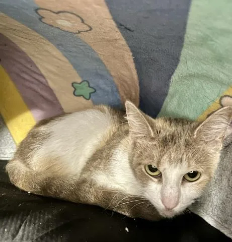 A young small-sized female Domestic Short Hair cat named Jasper for adoption in Clinton Township, MI