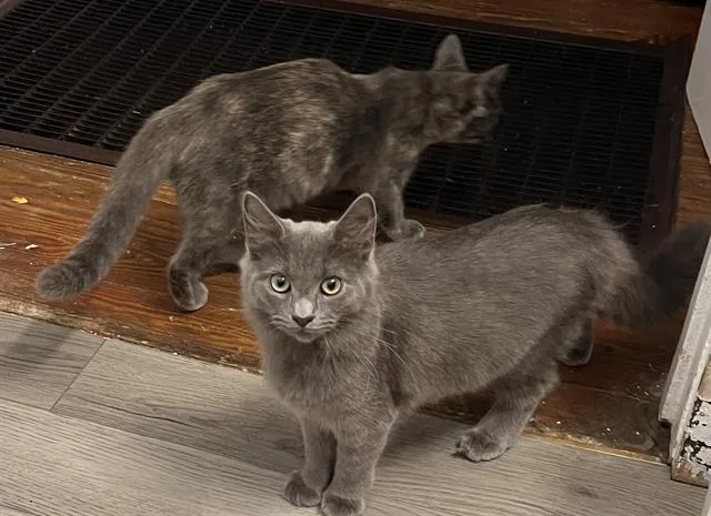A young medium-sized female Domestic Short Hair cat named Rocky for adoption in Haw River, NC