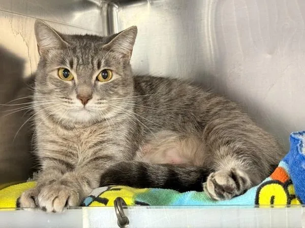 An adult large-sized female Domestic Short Hair cat named Kingsley for adoption in New York, NY