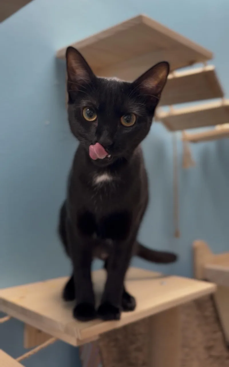 A young small-sized female Black Domestic Short Hair cat named Debbie for adoption in Miami, FL