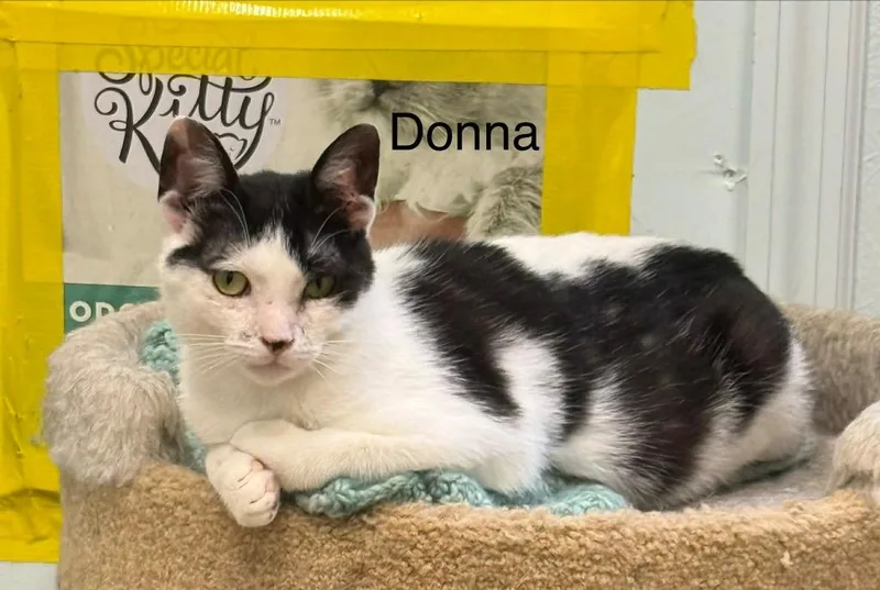 A young medium-sized female Domestic Short Hair cat named Donna for adoption in Plattsburgh, NY