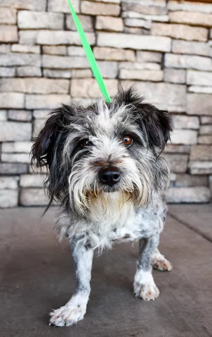 An adult small-sized female Lhasa Apso dog named Dolly Parton for adoption in Yakima, WA