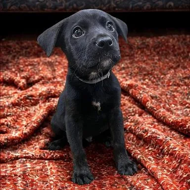 A baby large-sized male Labrador Retriever dog named Hair Spray for adoption in Danbury, CT