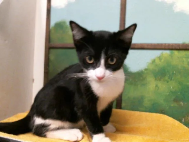A baby small-sized male Domestic Short Hair cat named Curly for adoption in Houston, TX
