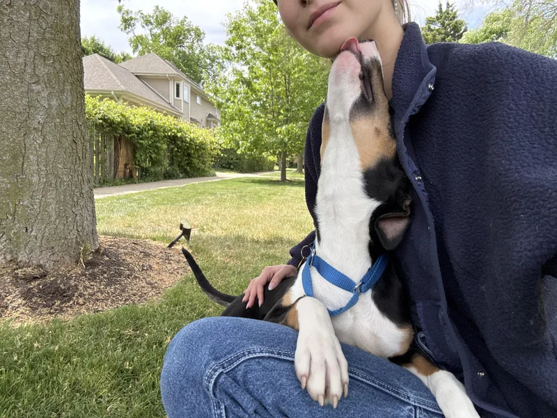 A baby medium-sized male Tricolor (Brown, Black, & White) Bull Terrier dog named Spuds for adoption in Evanston, IL