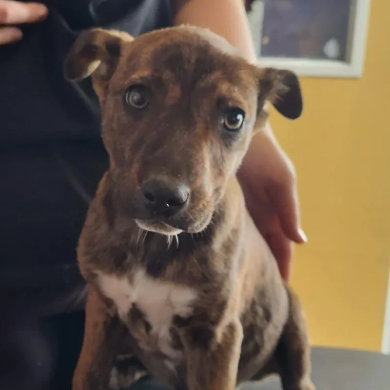 A baby small-sized male Brindle Mixed Breed dog named Salt Rim for adoption in Pulaski, TN