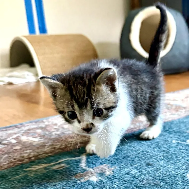 A baby small-sized male Brown / Chocolate Domestic Short Hair cat named Peanut for adoption in Long Beach, CA