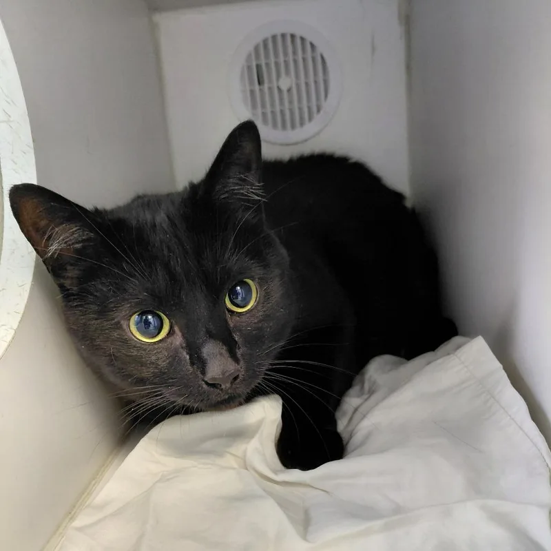 An adult extra large-sized male Black Domestic Short Hair cat named Salem for adoption in Philadelphia, PA