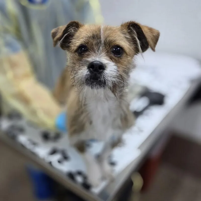 An adult small-sized male Brindle Wirehaired Terrier dog named McFly for adoption in Incline Village, NV
