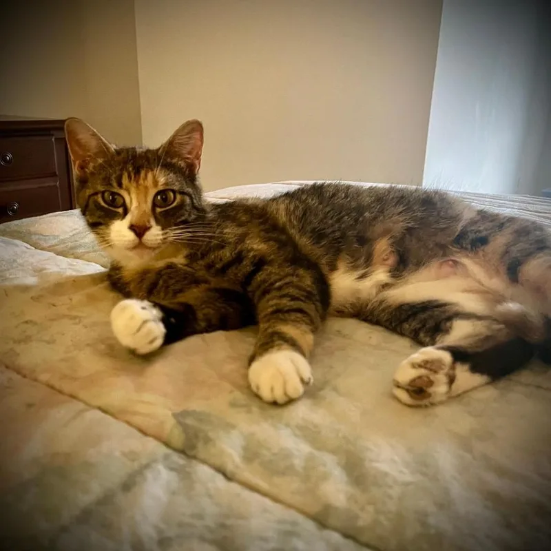 An adult medium-sized female Torbie Domestic Short Hair cat named Marietta for adoption in Baltimore, MD