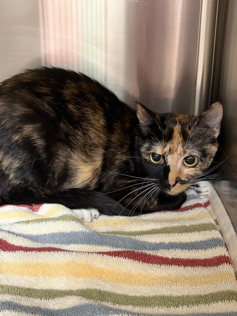 A young medium-sized female Tortoiseshell Domestic Short Hair cat named Appa for adoption in Clayton, NJ