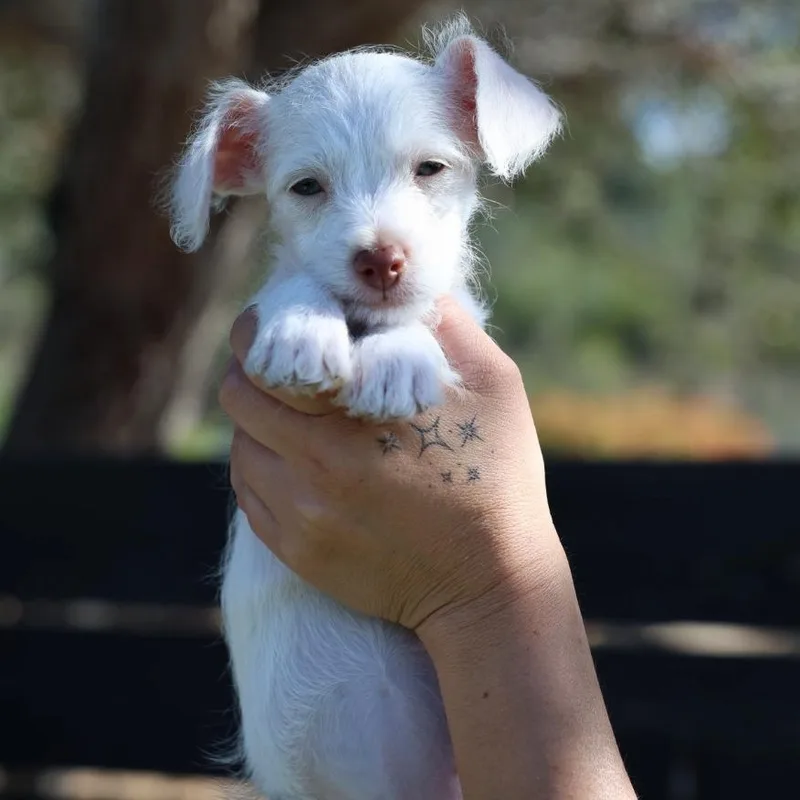 A baby small-sized female White / Cream Miniature Poodle dog named Bonnie for adoption in San Diego, CA