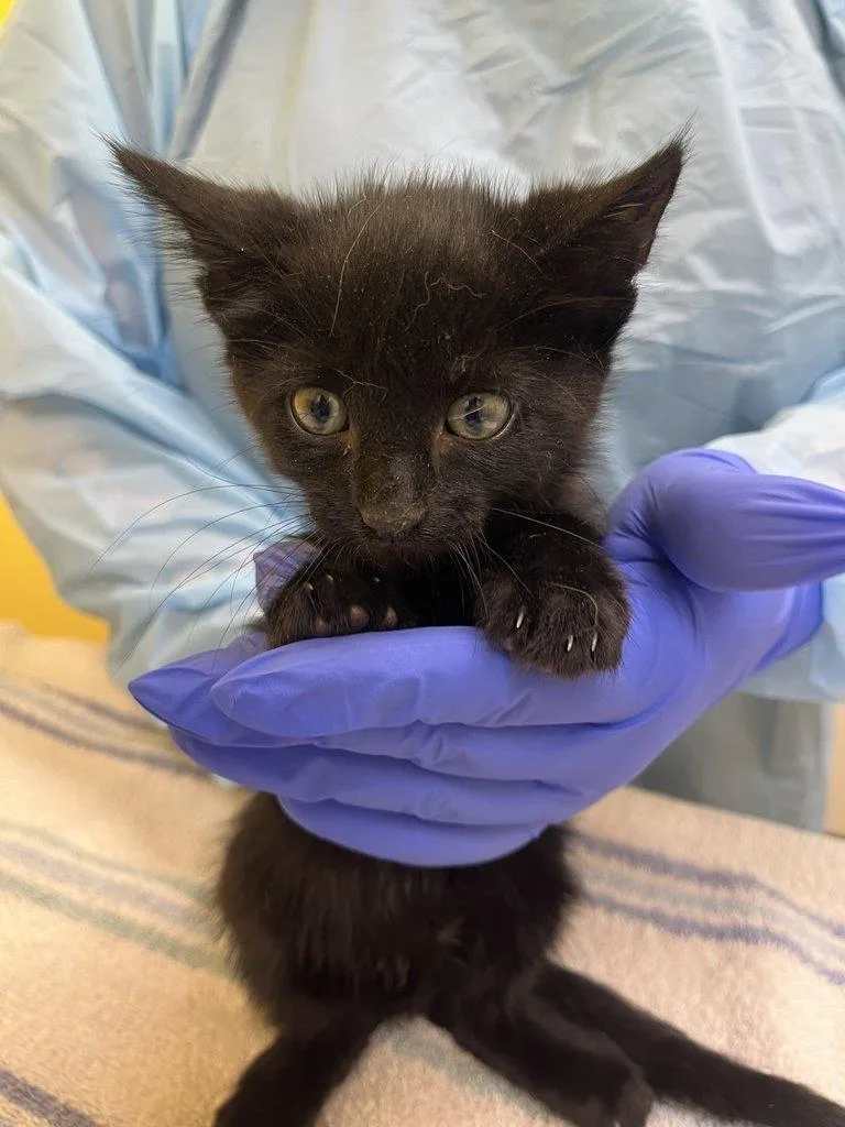 A baby small-sized male Black Domestic Short Hair cat named San Marzano for adoption in Raleigh, NC