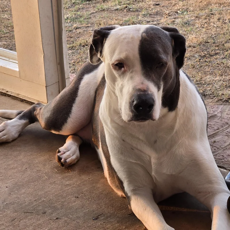 An adult large-sized female Labrador Retriever dog named Sierra for adoption in Sheridan, AR