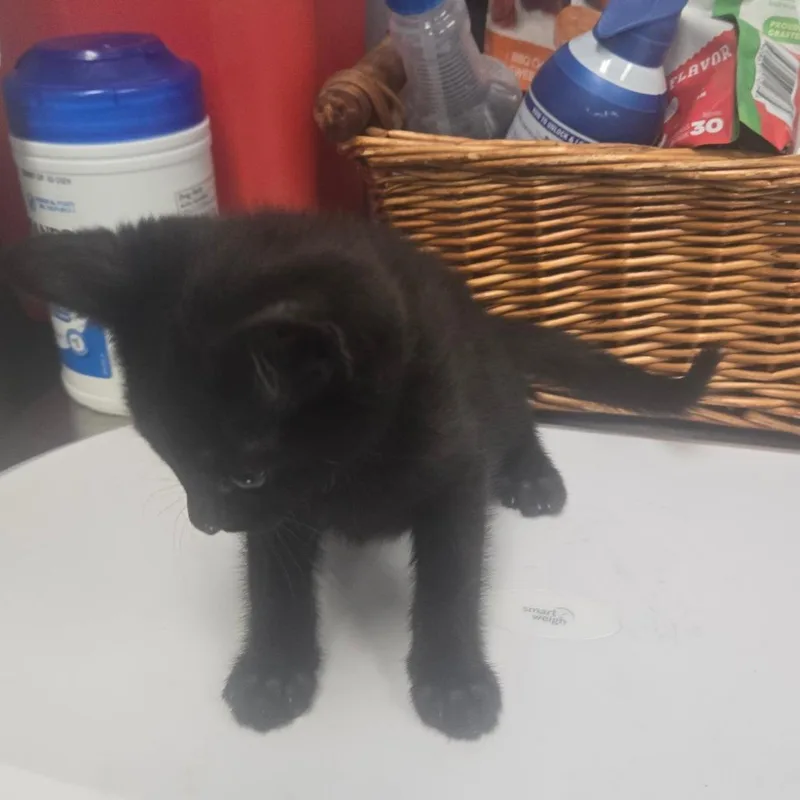 A baby small-sized female Black Domestic Short Hair cat named Stevie Nicks for adoption in Milton, FL