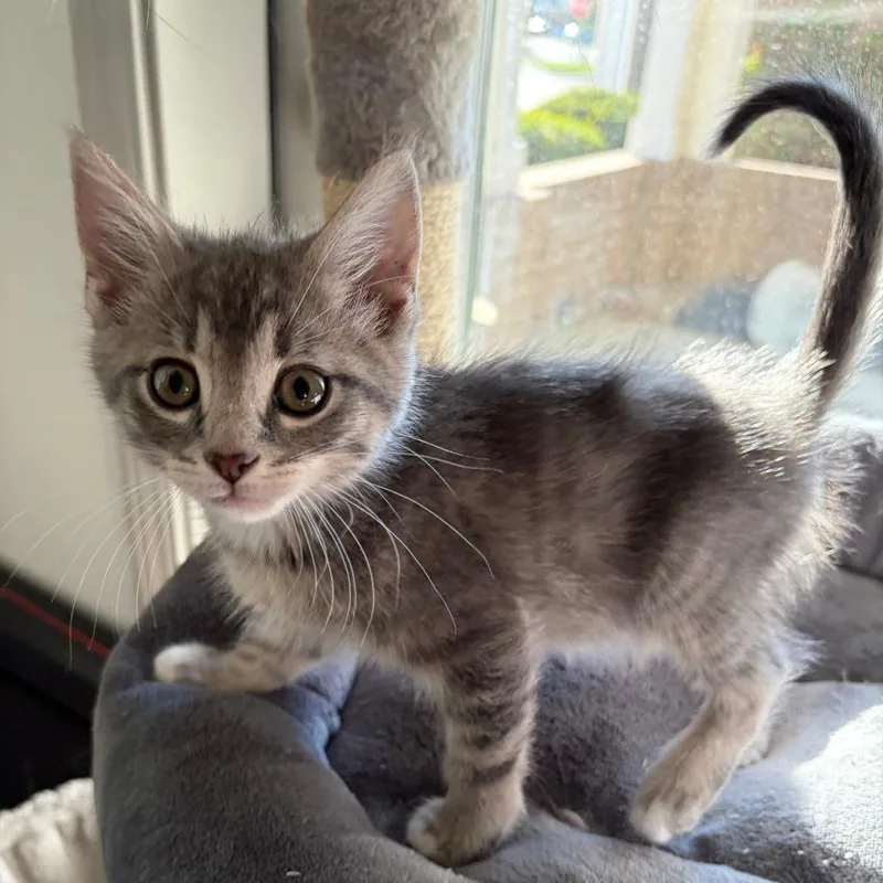 A baby small-sized male Gray / Blue / Silver Domestic Short Hair cat named Purrseus for adoption in Indianapolis, IN