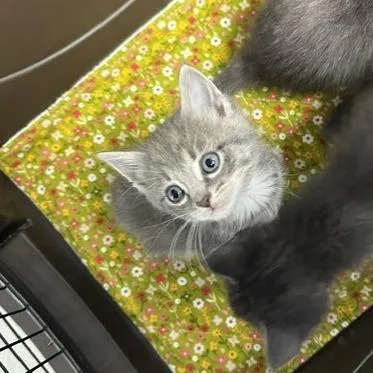Purrseus thumbnail 2
