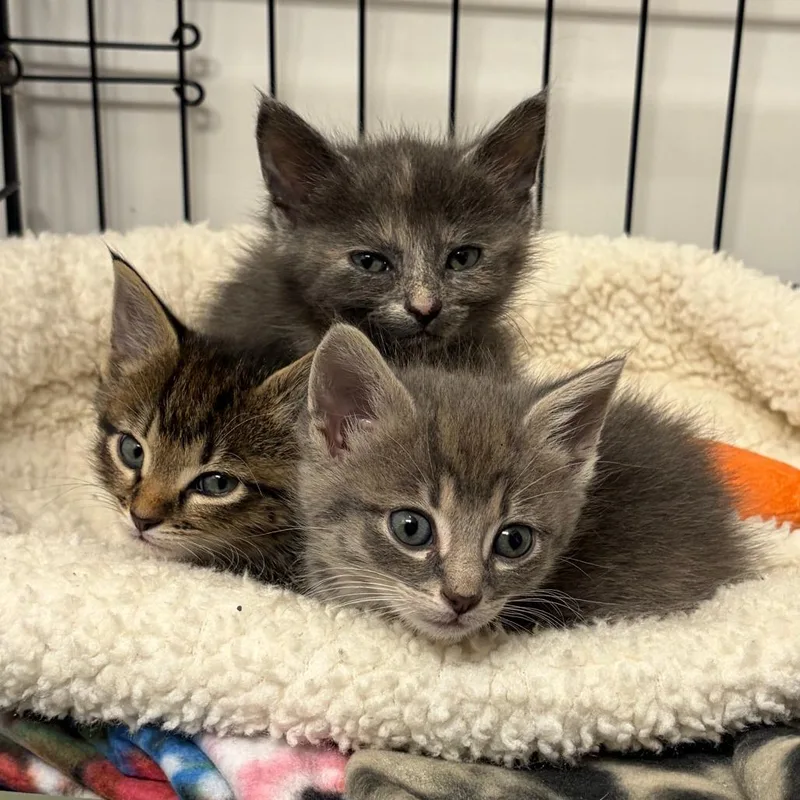 Purrseus thumbnail 3