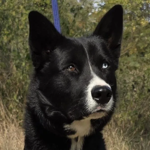An adult medium-sized male Black Mixed Breed dog named Oso for adoption in Bend, OR