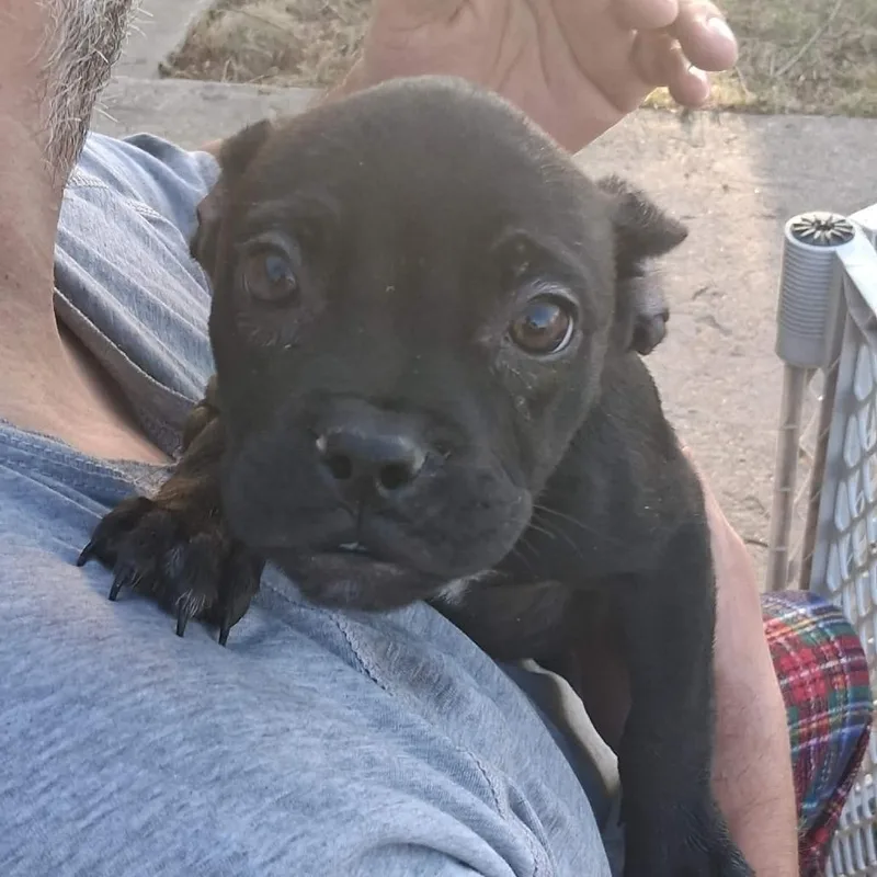 A baby medium-sized female Black Mixed Breed dog named Baby for adoption in DeKalb, IL