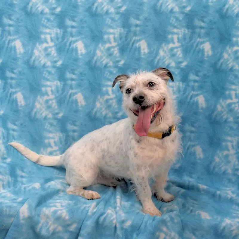 An adult medium-sized male White / Cream Terrier dog named Jasper for adoption in Eureka, CA