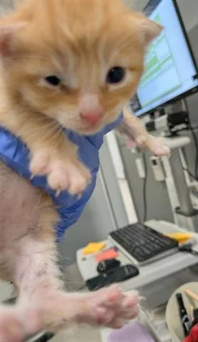 A baby small-sized male Domestic Short Hair cat named Scampi for adoption in San Martin, CA