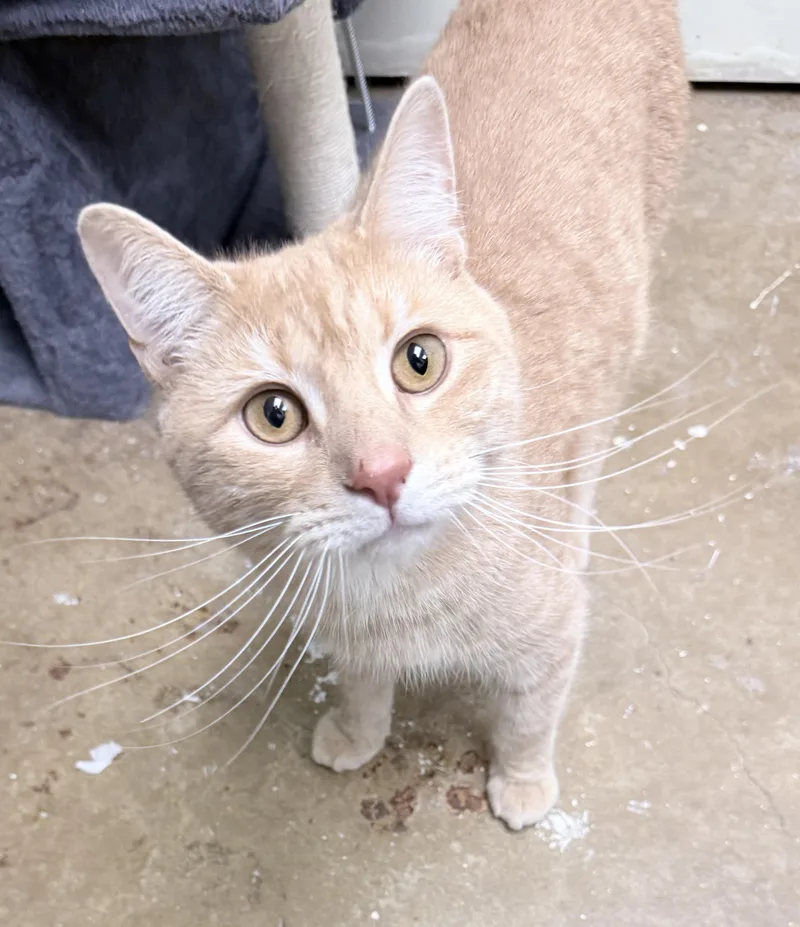 An adult medium-sized male Buff / Tan / Fawn American Shorthair cat named Oliver for adoption in Philadelphia, PA