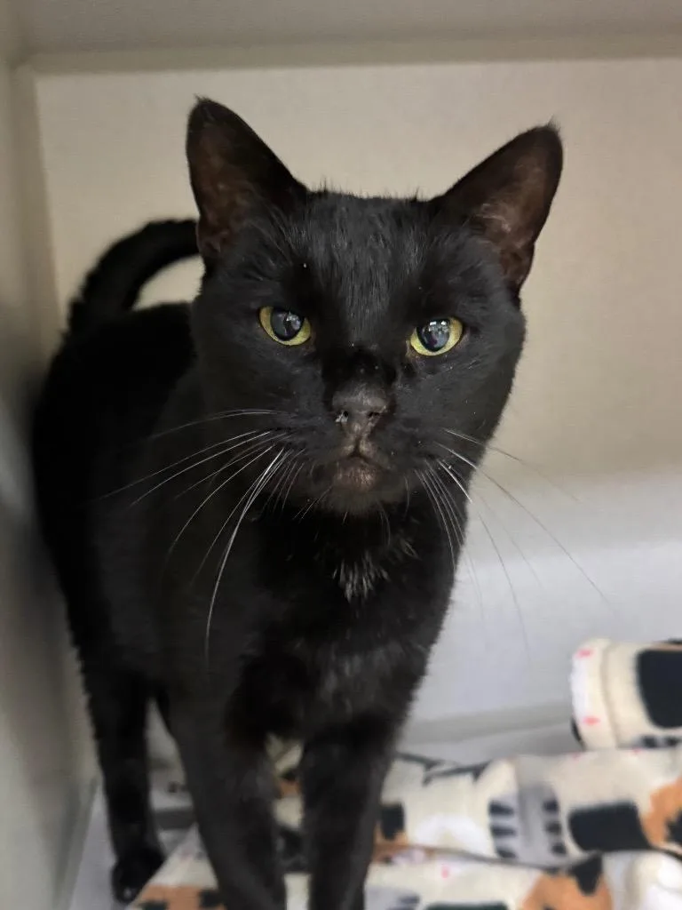 An adult medium-sized male Domestic Short Hair cat named B.b. for adoption in Pottsville, PA