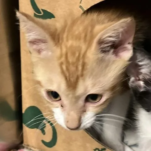 A baby small-sized male Orange / Red Domestic Short Hair cat named Bongo for adoption in Baltimore, MD