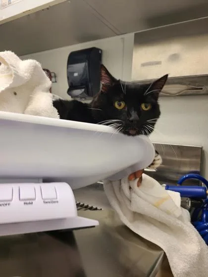 A senior medium-sized female Domestic Short Hair cat named Sophie for adoption in Seattle, WA